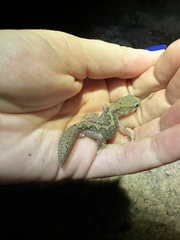 Diplodactylus vittatus