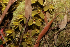 Cymbidium madidum