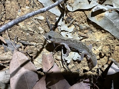 Diplodactylus vittatus