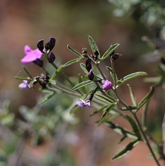 Glycine rubiginosa