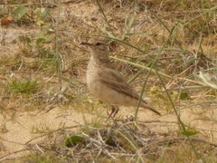 Geositta cunicularia