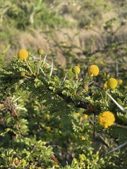 Vachellia permixta
