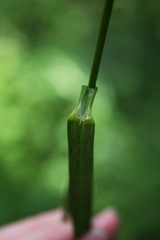 Festuca subverticillata