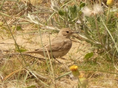 Geositta cunicularia