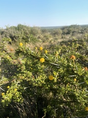 Vachellia permixta