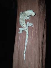 Gekko monarchus