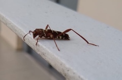Neoclytus cacicus