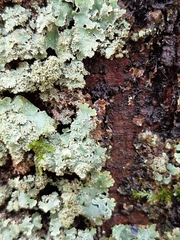 Punctelia subrudecta