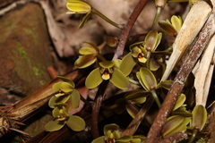 Cymbidium madidum