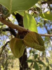 Annona