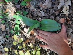 Himantoglossum robertianum
