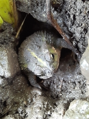 Rhinella dorbignyi