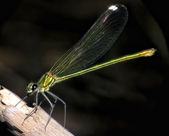 Calopteryx syriaca