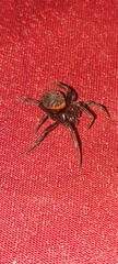 Steatoda paykulliana