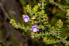 Prostanthera rugosa