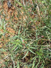 Indigofera disticha