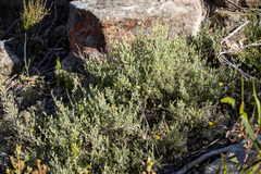 Hibbertia planifolia