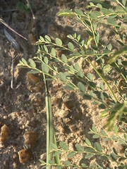 Phyllanthus parvulus