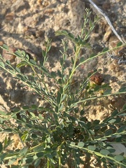 Phyllanthus parvulus