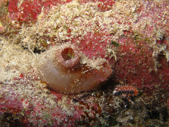 Herdmania pallida