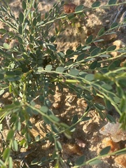 Phyllanthus parvulus