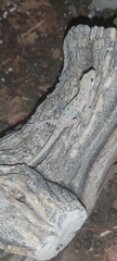 Cyrtopodion scabrum