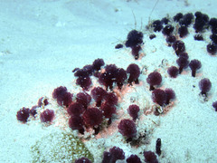 Eudistoma santamariae