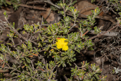 Hibbertia planifolia