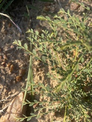 Phyllanthus parvulus