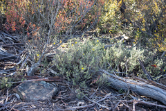 Hibbertia planifolia