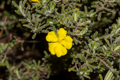 Hibbertia planifolia