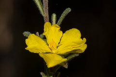Hibbertia planifolia