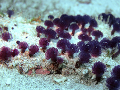 Eudistoma santamariae