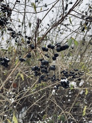 Ligustrum vulgare