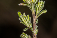 Hibbertia planifolia