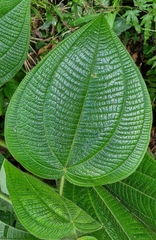 Miconia subcrustulata