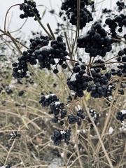 Ligustrum vulgare