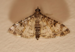 Dysallacta negatalis