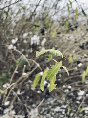 Ligustrum vulgare