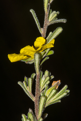 Hibbertia planifolia