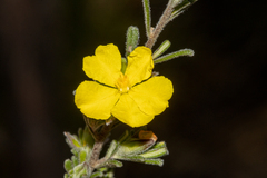 Hibbertia planifolia