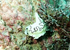 Doriprismatica atromarginata