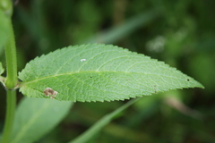 Stachys hispida