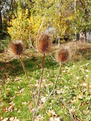 Dipsacus
