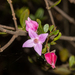 Boronia rubiginosa - Photo 由 Tim Hammer 所上傳的 (c) Tim Hammer，保留部份權利CC BY