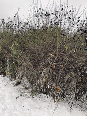 Ligustrum vulgare