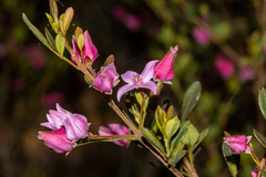 Boronia