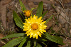 Xerochrysum bracteatum