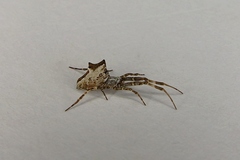 Uloboridae