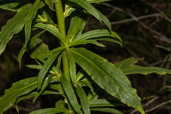 Xerochrysum bracteatum